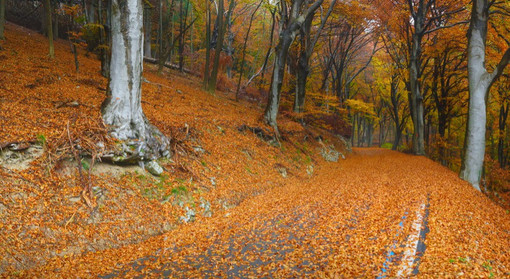 I colori dell'autunno al Campo dei Fiori I colori dell'autunno al Campo dei Fiori