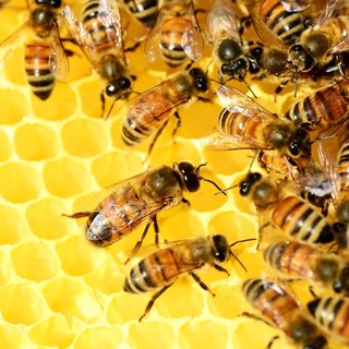 Il clima pazzo disorienta le api anche in provincia di Varese
