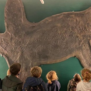 Il Museo dei Fossili di Besano