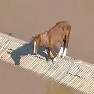 Alluvione Brasile, la storia di Caramelo: il cavallo salvato dopo ore sul tetto
