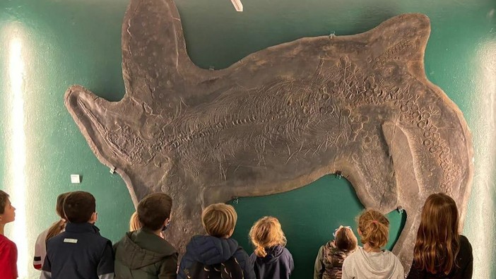 Il Museo dei Fossili di Besano