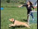 Ecco la Clubhouse di Dog's Avenue, dove i cani sono i protagonisti