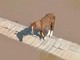 Alluvione Brasile, la storia di Caramelo: il cavallo salvato dopo ore sul tetto