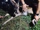 (foto tratta da Luinonotizie.it) (foto tratta da Luinonotizie.it)