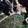(foto tratta da Luinonotizie.it) (foto tratta da Luinonotizie.it)