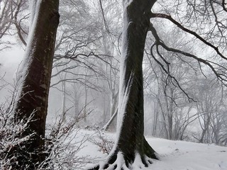 Boschi innevati al Campo dei Fiori (Foto Andrea Tamborini ripostate dal Comune di Varese)