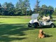 Giocare a golf con il proprio cane in provincia di Varese: possibile o impossibile?
