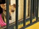 Rapporto Zoomafia: «Nel 2020 circa 1.510 procedimenti penali con 880 indagati per crimini contro gli animali»