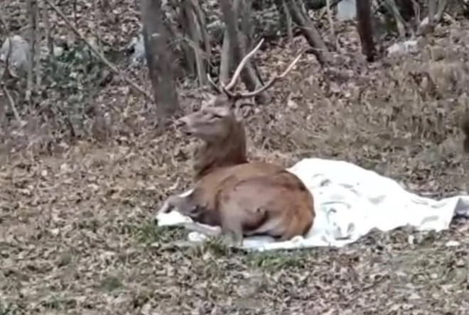 Spaventato dai botti fugge tra le vie di Nova Milanese, cervo recuperato e salvato Spaventato dai botti fugge tra le vie di Nova Milanese, cervo recuperato e salvato