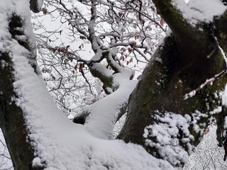 Ancora Campo dei Fiori nel bianco (Foto Andrea Tamborini ripostate dal Comune di Varese)