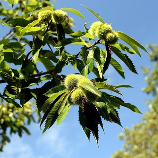 "Ottobrata" stabile e molto mite che segue la "Settembrata", l'"Agostata", la "Lugliata"... "Ottobrata" stabile e molto mite che segue la "Settembrata", l'"Agostata", la "Lugliata"...