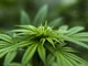 Cannabis legale, olio CBD e semi: tutto quello da sapere