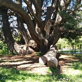 «Lezioni green dalla Lega di Varese anche no» «Lezioni green dalla Lega di Varese anche no»