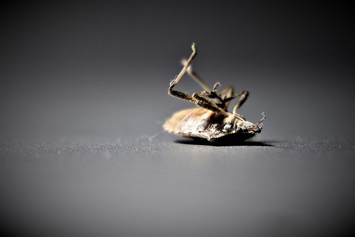 Varese e il caldo anomalo in aumento: «Invasione di zanzare, cimici e insetti»