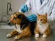 Advocate per cani e gatti: cosa sapere prima di intervenire contro i parassiti interni