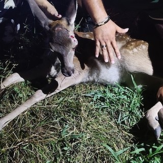(foto tratta da Luinonotizie.it) (foto tratta da Luinonotizie.it)