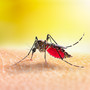 Dengue, Ats Insubria rassicura: «La situazione è sotto controllo». E si chiede ai cittadini di  collaborare con comportamenti corretti