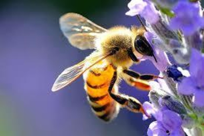 Api, impollinazione e biodiversità: Coldiretti Varese rilancia il valore del miele del territorio Api, impollinazione e biodiversità: Coldiretti Varese rilancia il valore del miele del territorio