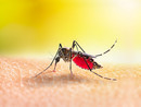 Due casi di Dengue in provincia. A Busto scatta la disinfestazione Due casi di Dengue in provincia. A Busto scatta la disinfestazione