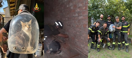 Gatto intrappolato tra due muri a Cislago: i vigili del fuoco aprono dei varchi e lo salvano Gatto intrappolato tra due muri a Cislago: i vigili del fuoco aprono dei varchi e lo salvano