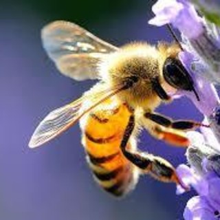 Api, impollinazione e biodiversità: Coldiretti  Varese rilancia il valore del miele del territorio