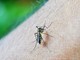 Dengue, Cominelli e Astuti: «Regione in ritardo su prevenzione e comunicazione»