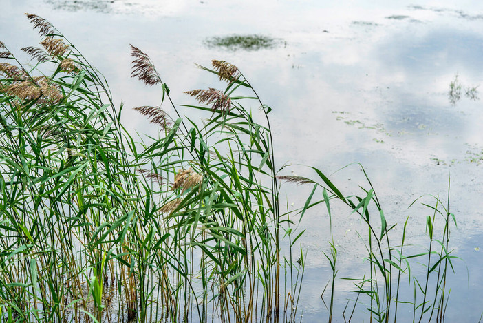 Piante uniche, muschi, farfalle, pipistrelli e pesci esotici, "Canneti in rete" ha esplorato flora e fauna del lago Maggiore
