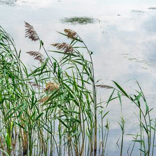 Piante uniche, muschi, farfalle, pipistrelli e pesci esotici, "Canneti in rete" ha esplorato flora e fauna del lago Maggiore