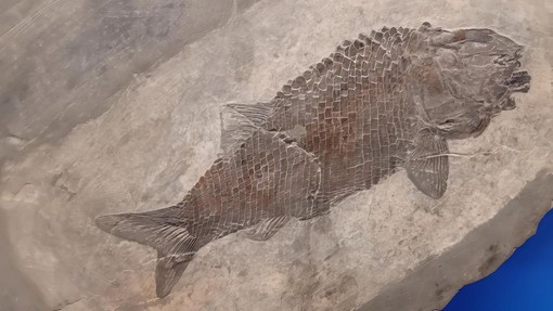 Besano, escursione sulle tracce dei fossili: domenica 5 ottobre visita guidata agli scavi e al museo Besano, escursione sulle tracce dei fossili: domenica 5 ottobre visita guidata agli scavi e al museo