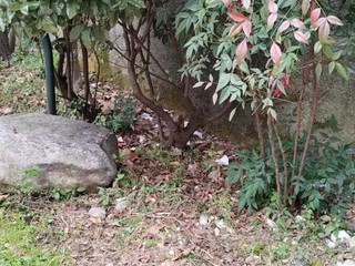 Le immagini scattate dalla lista civica Vivere Gavirate