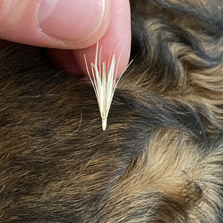 I forasacchi sono piccole spighe di graminacee selvatiche che possono rappresentare un potenziale pericolo per gli animali (foto Enpa)