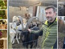 I prodotti della terra appena colti, il caprone Pasqualino e Daniele Bissacca alla Fazenda del Besa, in via Piana di Luco, tra viale Borri e Schianno