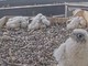 Balòss, Cumenda o Sciura. Al via il totonomi per i falchetti del Pirellone Balòss, Cumenda o Sciura. Al via il totonomi per i falchetti del Pirellone