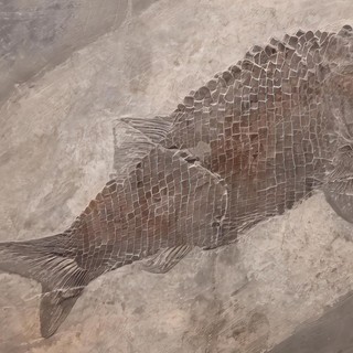 Besano, escursione sulle tracce dei fossili: domenica 5 ottobre visita guidata agli scavi e al museo