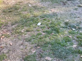 Le immagini scattate dalla lista civica Vivere Gavirate