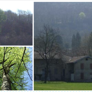 LA VARESE NASCOSTA. La leggenda del &quot;faggio guerriero&quot; della Valganna