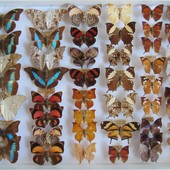 Farfalle da tutto il mondo in mostra a Villa Mirabello Farfalle da tutto il mondo in mostra a Villa Mirabello