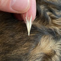I forasacchi sono piccole spighe di graminacee selvatiche che possono rappresentare un potenziale pericolo per gli animali (foto Enpa) I forasacchi sono piccole spighe di graminacee selvatiche che possono rappresentare un potenziale pericolo per gli animali (foto Enpa)