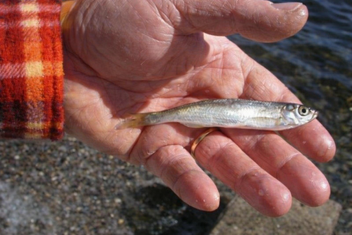 Quando i depuratori si trasformano in culle di biodiversità