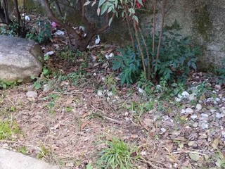 Le immagini scattate dalla lista civica Vivere Gavirate