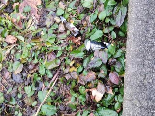 Le immagini scattate dalla lista civica Vivere Gavirate