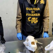 La Guardia di Finanza sequestra un cranio di orso bruno a Malpensa
