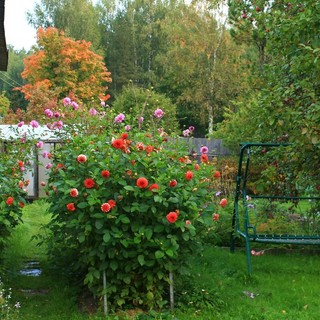 Come organizzare la manutenzione del giardino condominiale