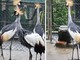 Il magnifico esemplare di gru coronata fuggito dallo Zoo Varese è tornato a casa, insieme ai suoi simili cresciuti in cattività come lui