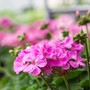 Tra le piante più adatte ad aprile, il geranio (Pelargonium) resta una scelta semplice e affidabile. Resistente e generoso, se piantato ora garantisce fioriture continue fino all’autunno