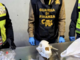 La Guardia di Finanza sequestra un cranio di orso bruno a Malpensa