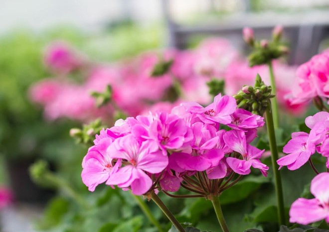 Tra le piante più adatte ad aprile, il geranio (Pelargonium) resta una scelta semplice e affidabile. Resistente e generoso, se piantato ora garantisce fioriture continue fino all’autunno