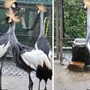 Il magnifico esemplare di gru coronata fuggito dallo Zoo Varese è tornato a casa, insieme ai suoi simili cresciuti in cattività come lui