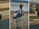L'esemplare di Gru Coronata a passeggio alla Schiranna