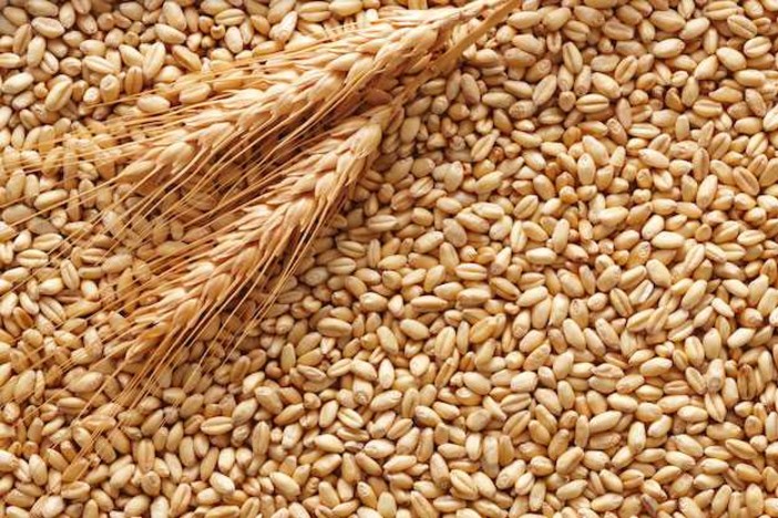 Materie prime, anche i produttori di grano “made in Varese” sono in affanno